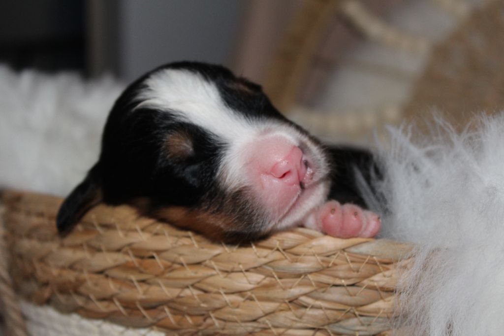 Du Domaine D'Alvheim - Chiots disponibles - Bouvier Bernois