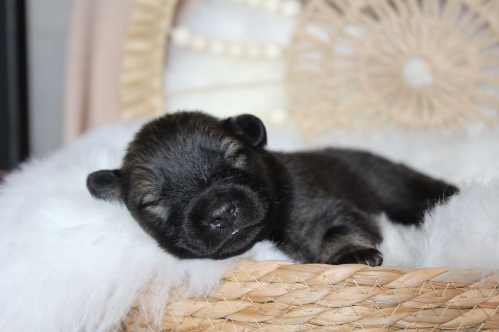 Du Domaine D'Alvheim - Chiots disponibles - Eurasier