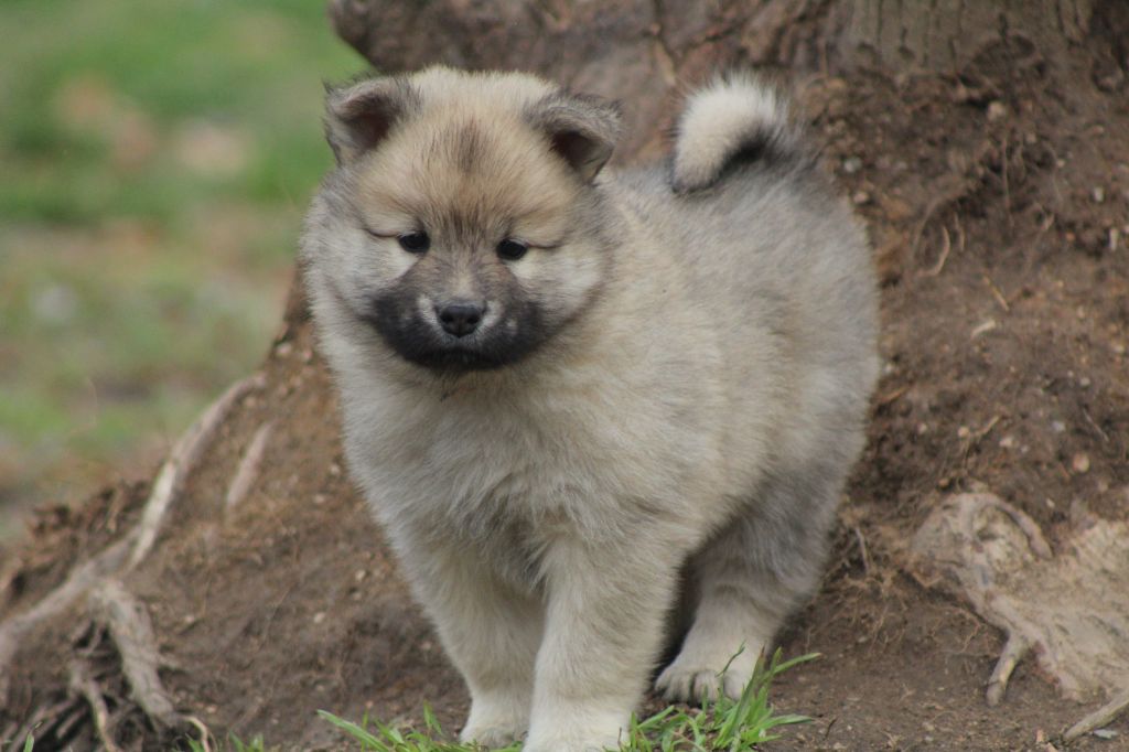 Du Domaine D'Alvheim - Chiots disponibles - Eurasier