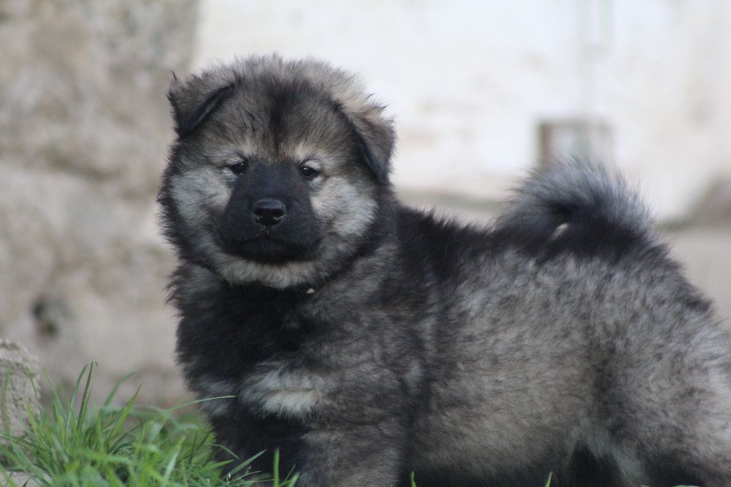 Du Domaine D'Alvheim - Chiots disponibles - Eurasier
