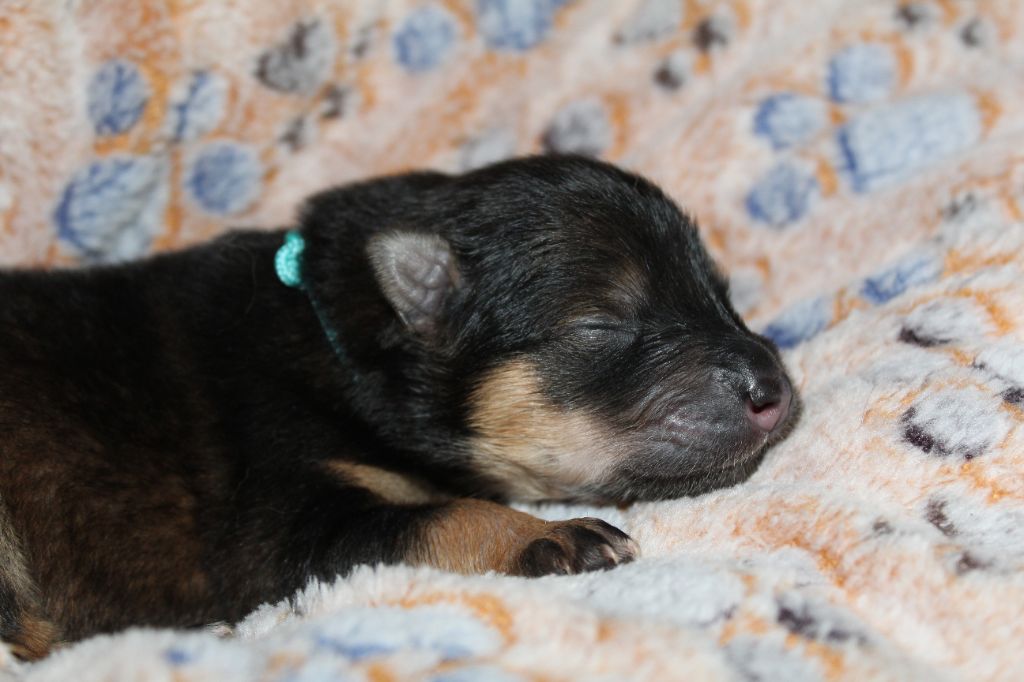 Du Domaine D'Alvheim - Chiots disponibles - Eurasier