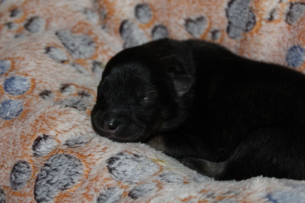 Du Domaine D'Alvheim - Chiots disponibles - Eurasier