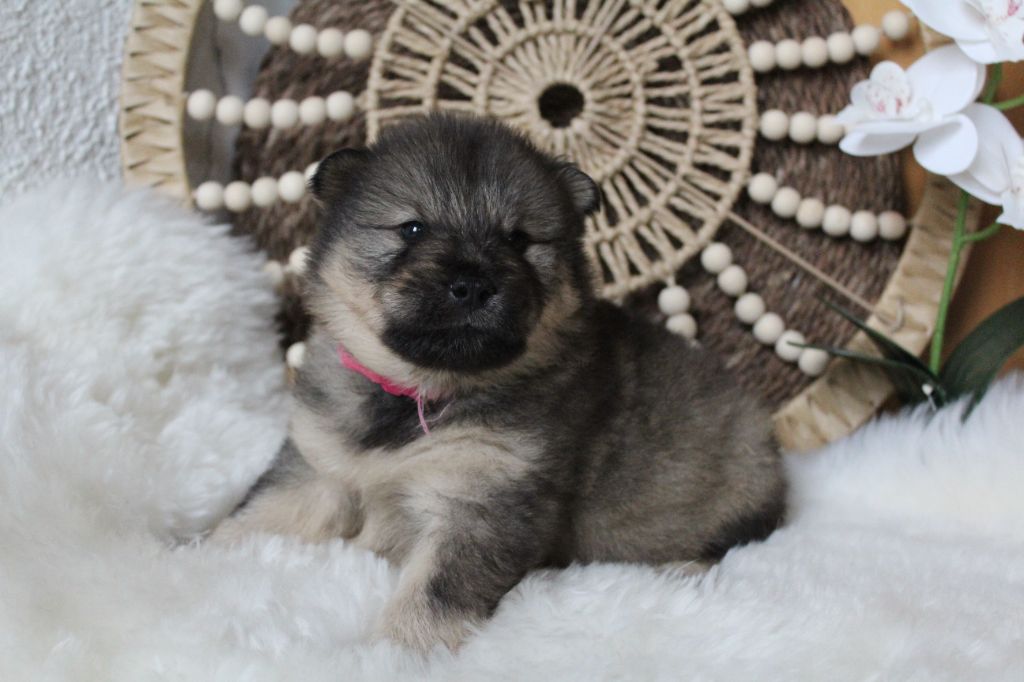 Du Domaine D'Alvheim - Chiots disponibles - Eurasier