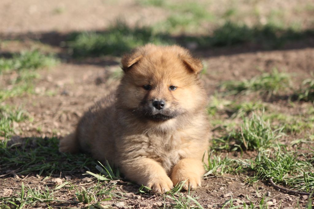 Du Domaine D'Alvheim - Chiots disponibles - Eurasier