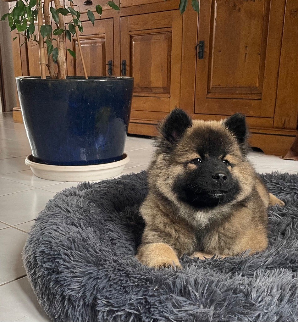 Du Domaine D'Alvheim - Chiots disponibles - Eurasier