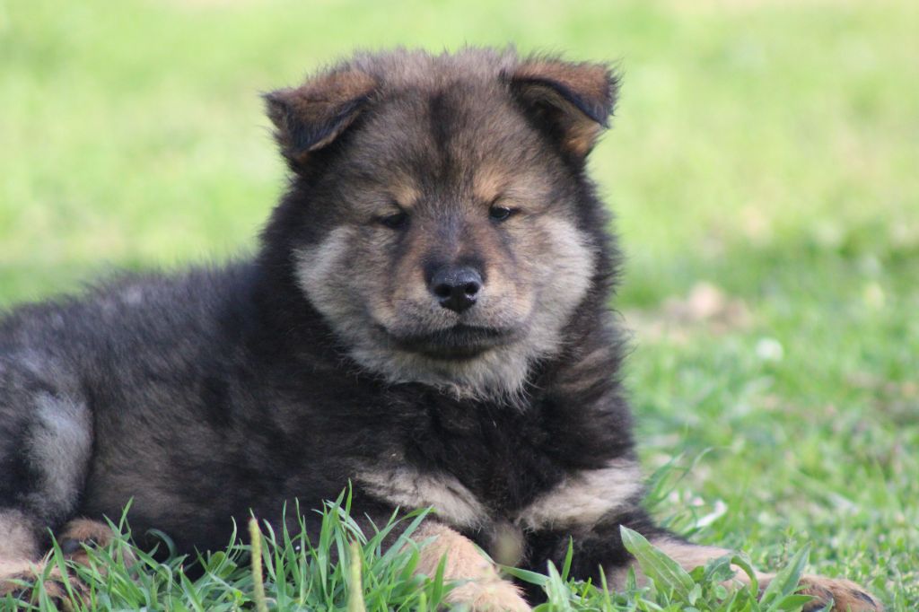 Du Domaine D'Alvheim - Chiots disponibles - Eurasier