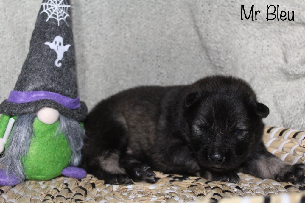 Du Domaine D'Alvheim - Chiots disponibles - Eurasier