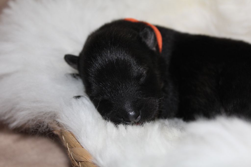Du Domaine D'Alvheim - Chiots disponibles - Eurasier