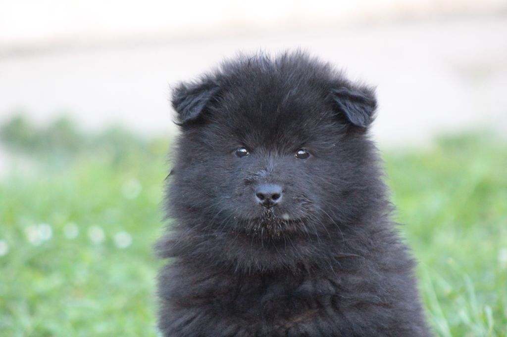 Du Domaine D'Alvheim - Chiots disponibles - Eurasier