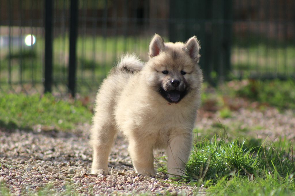 Du Domaine D'Alvheim - Chiots disponibles - Eurasier