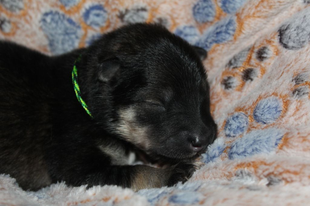 Du Domaine D'Alvheim - Chiots disponibles - Eurasier