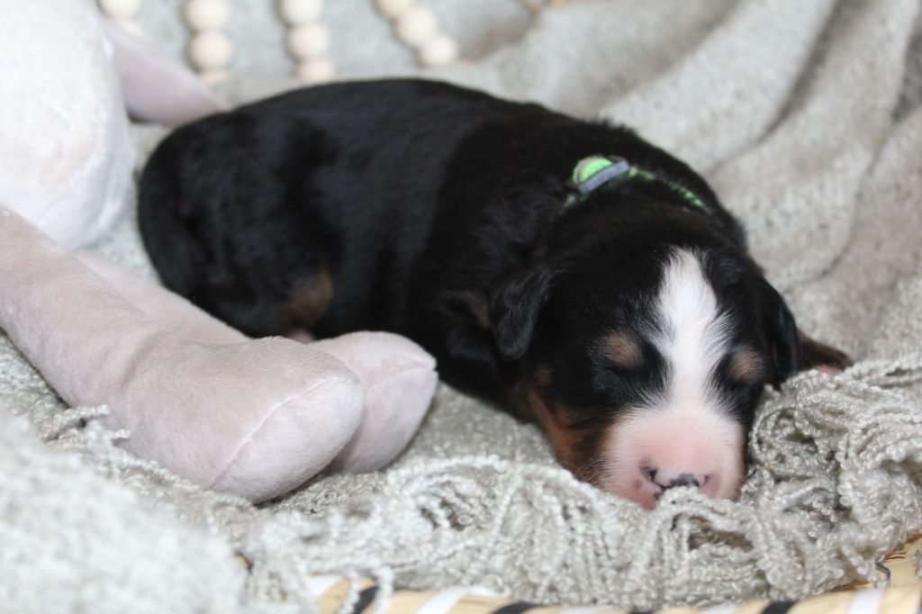 Du Domaine D'Alvheim - Chiots disponibles - Bouvier Bernois