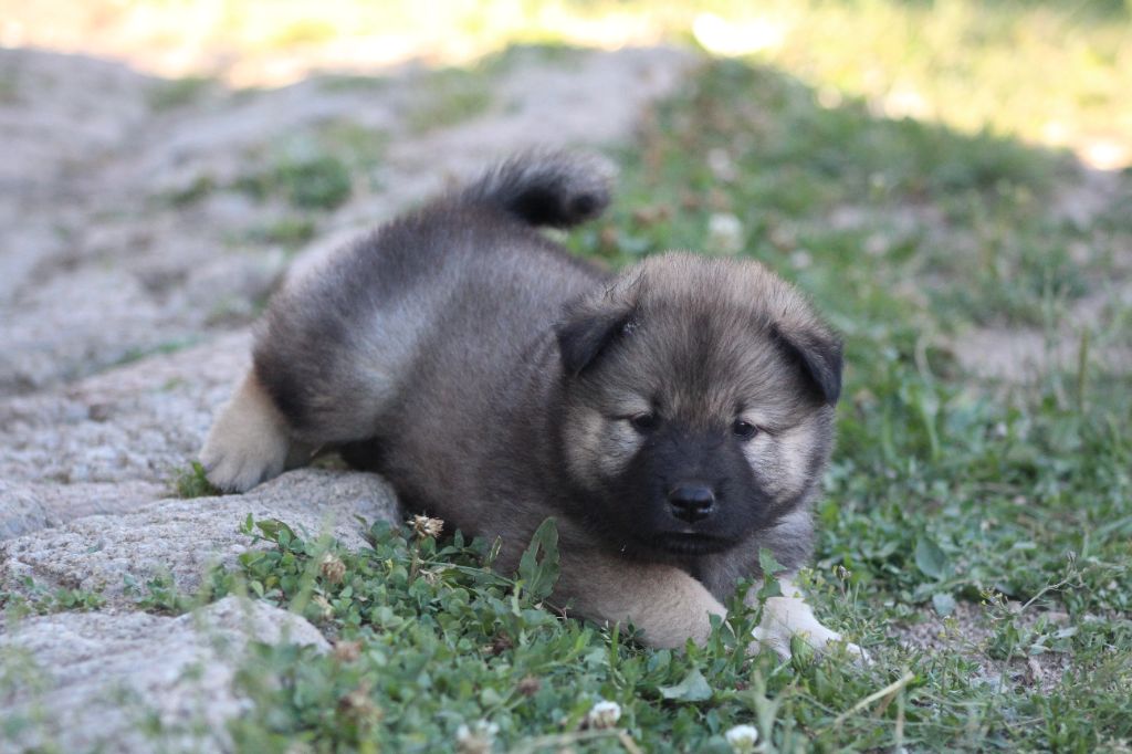 Du Domaine D'Alvheim - Chiots disponibles - Eurasier