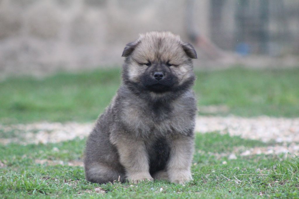 Du Domaine D'Alvheim - Chiots disponibles - Eurasier