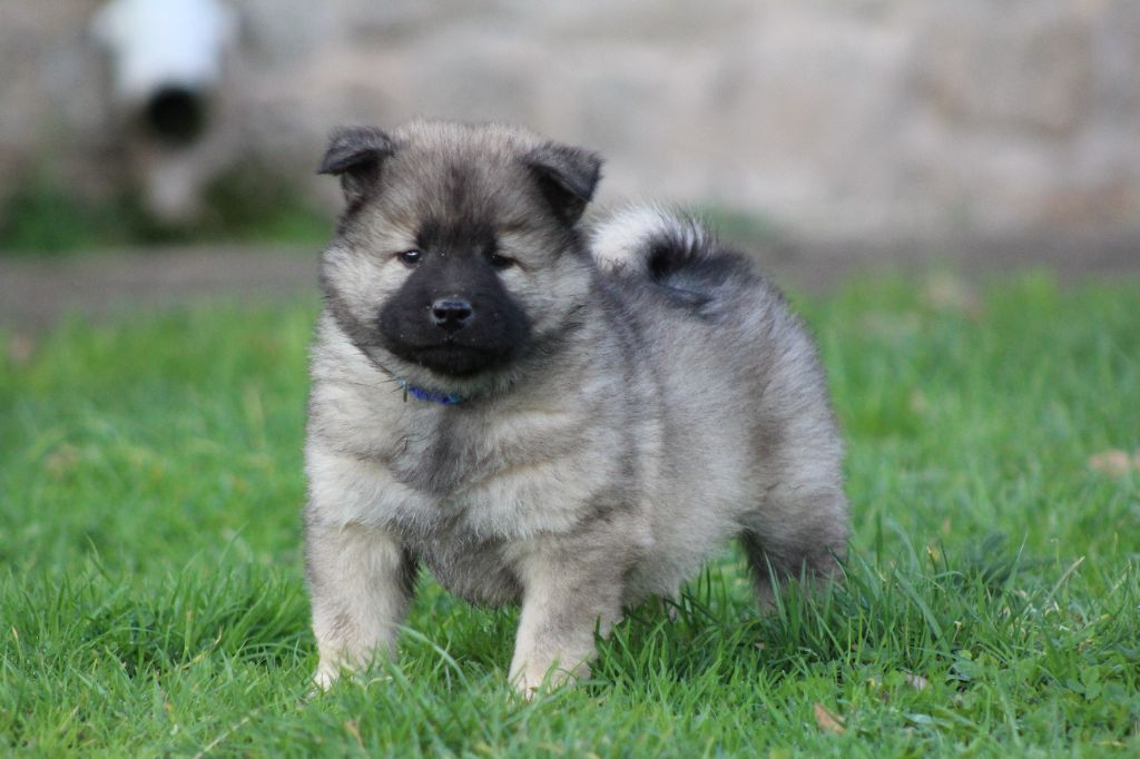 Du Domaine D'Alvheim - Chiots disponibles - Eurasier