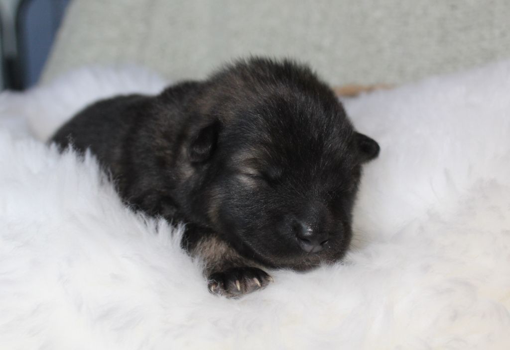 Du Domaine D'Alvheim - Chiots disponibles - Eurasier