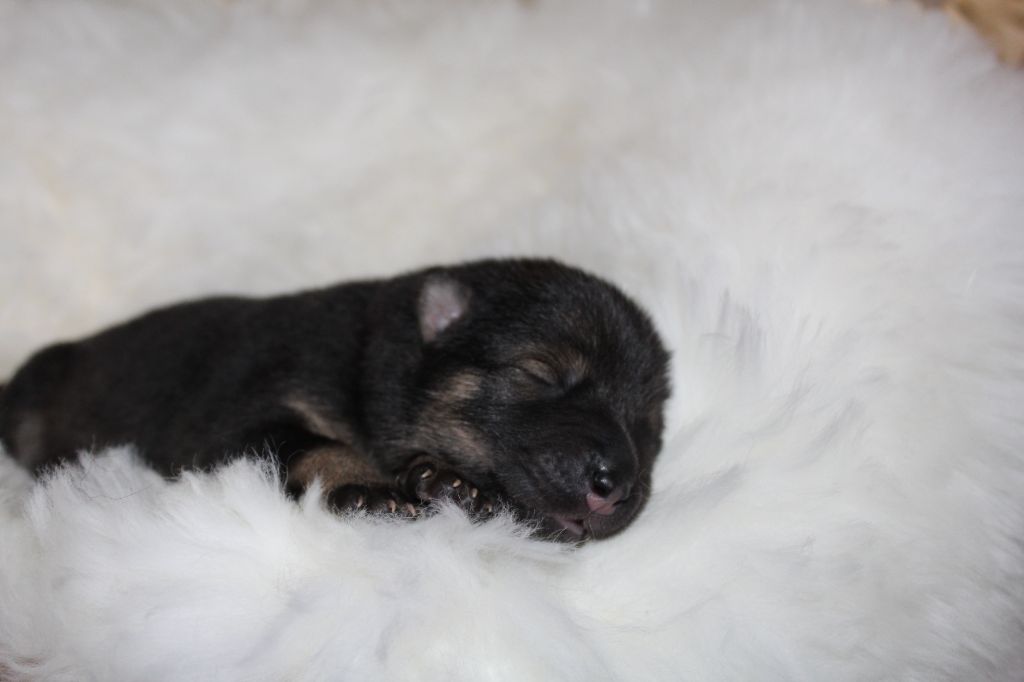 Du Domaine D'Alvheim - Chiots disponibles - Eurasier