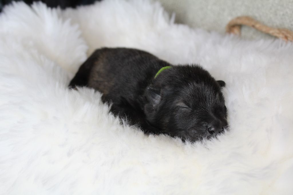 Du Domaine D'Alvheim - Chiots disponibles - Eurasier