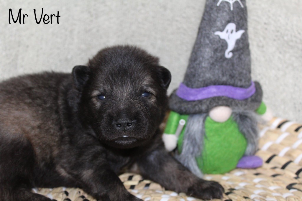Du Domaine D'Alvheim - Chiots disponibles - Eurasier