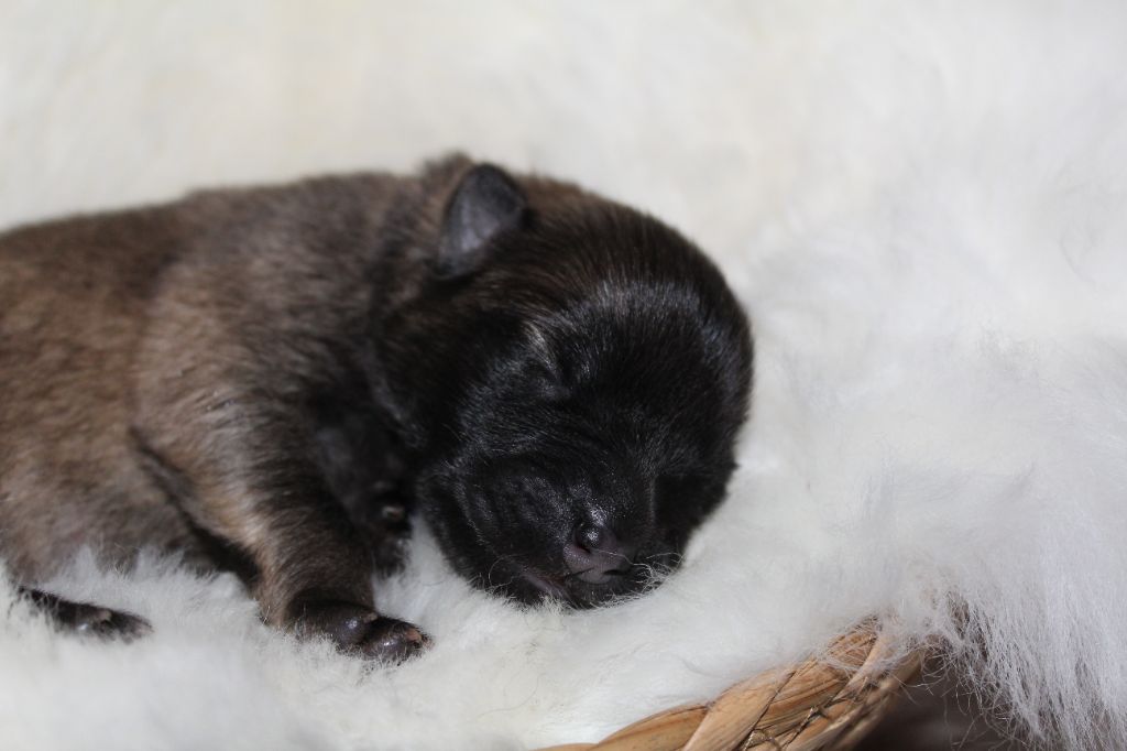 Du Domaine D'Alvheim - Chiots disponibles - Eurasier