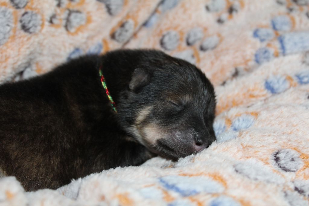 Du Domaine D'Alvheim - Chiots disponibles - Eurasier
