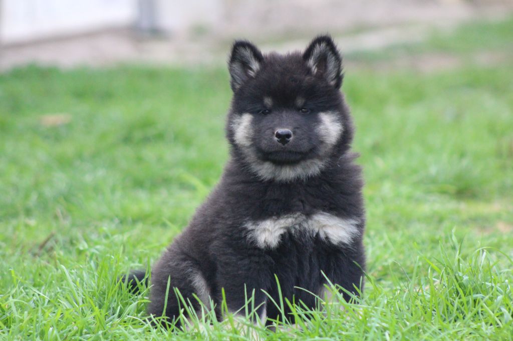 Du Domaine D'Alvheim - Chiots disponibles - Eurasier