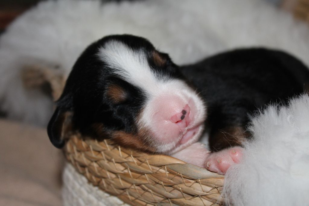 Du Domaine D'Alvheim - Chiots disponibles - Bouvier Bernois