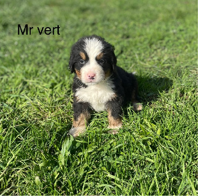 Vladimir