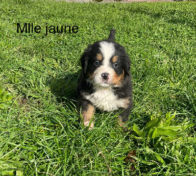 V'Lucette