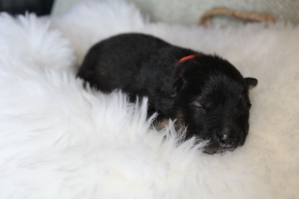 Du Domaine D'Alvheim - Chiots disponibles - Eurasier