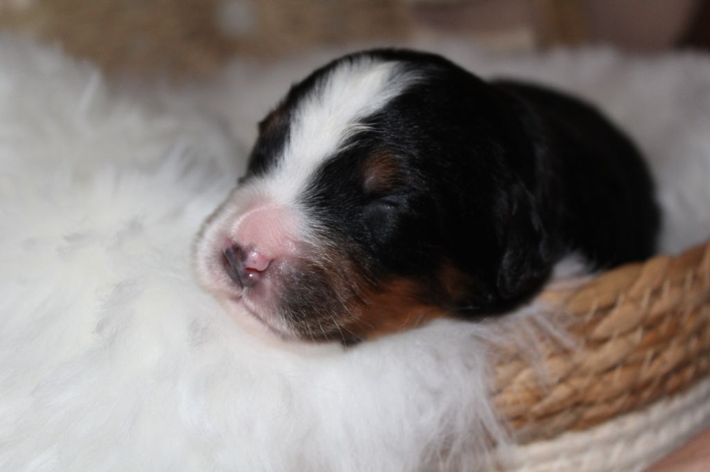Du Domaine D'Alvheim - Chiots disponibles - Bouvier Bernois