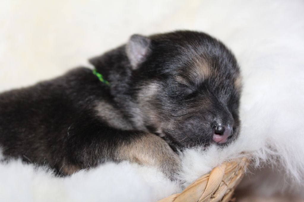 Du Domaine D'Alvheim - Chiots disponibles - Eurasier