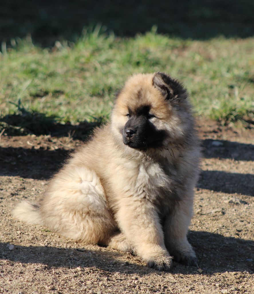 Du Domaine D'Alvheim - Chiots disponibles - Eurasier