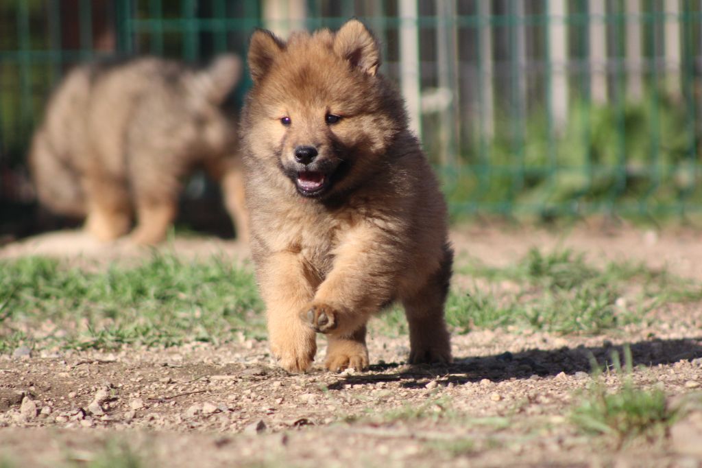 Du Domaine D'Alvheim - Chiots disponibles - Eurasier