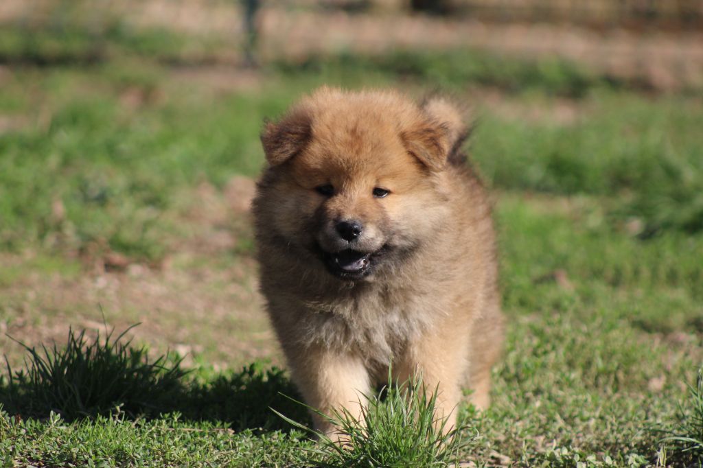 Du Domaine D'Alvheim - Chiots disponibles - Eurasier