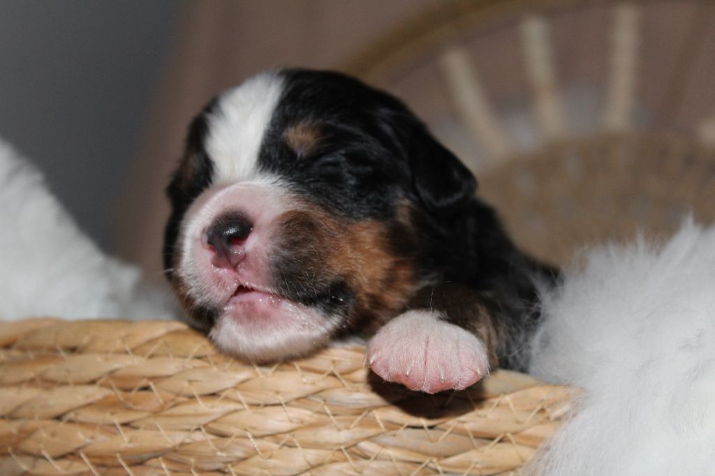 Du Domaine D'Alvheim - Chiots disponibles - Bouvier Bernois