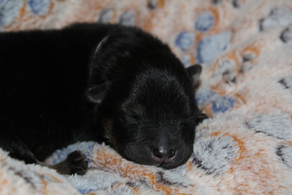 Du Domaine D'Alvheim - Chiots disponibles - Eurasier