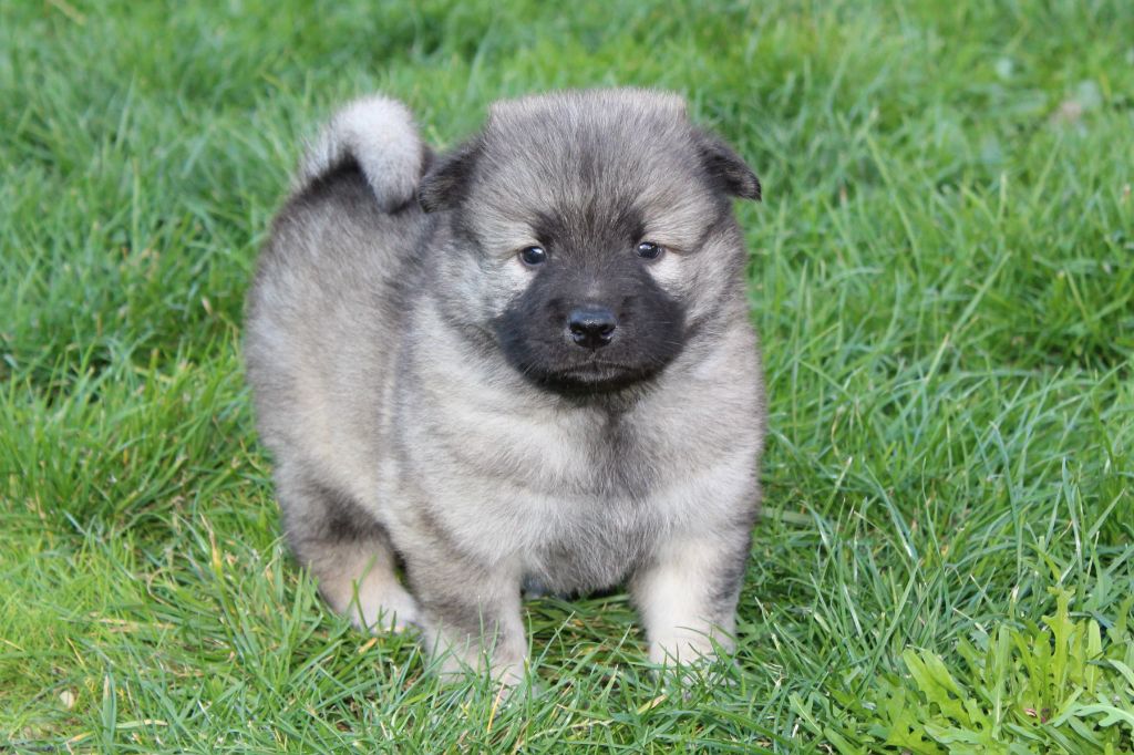 Du Domaine D'Alvheim - Chiots disponibles - Eurasier