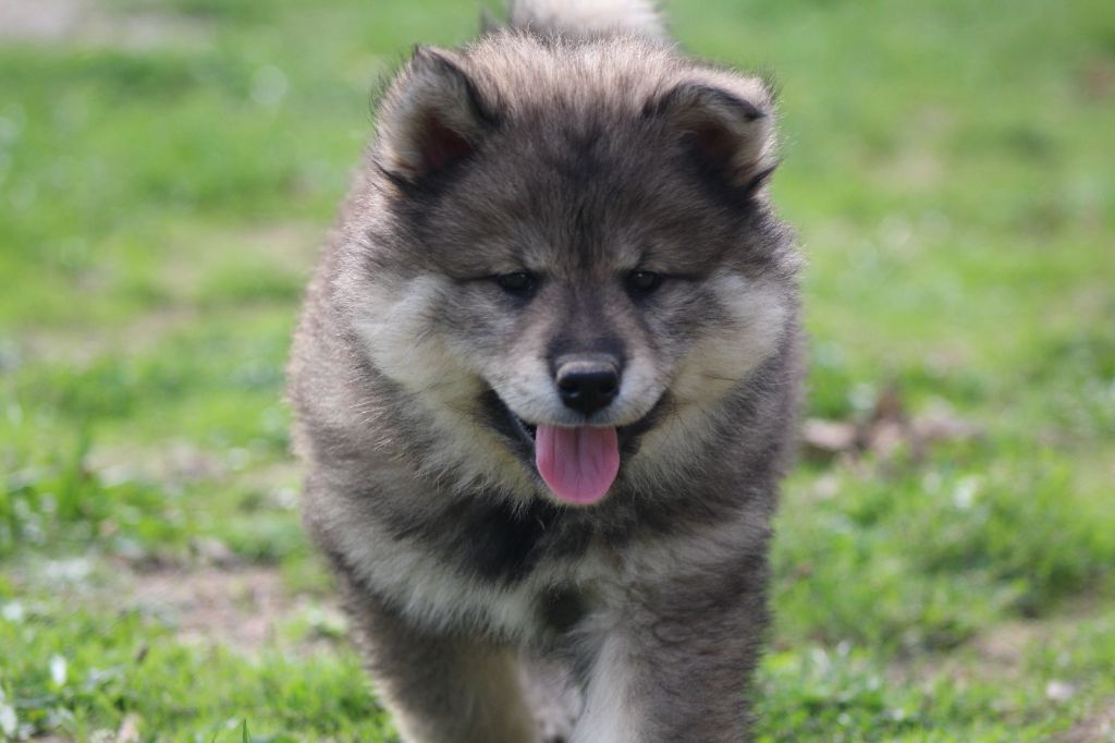Du Domaine D'Alvheim - Chiots disponibles - Eurasier