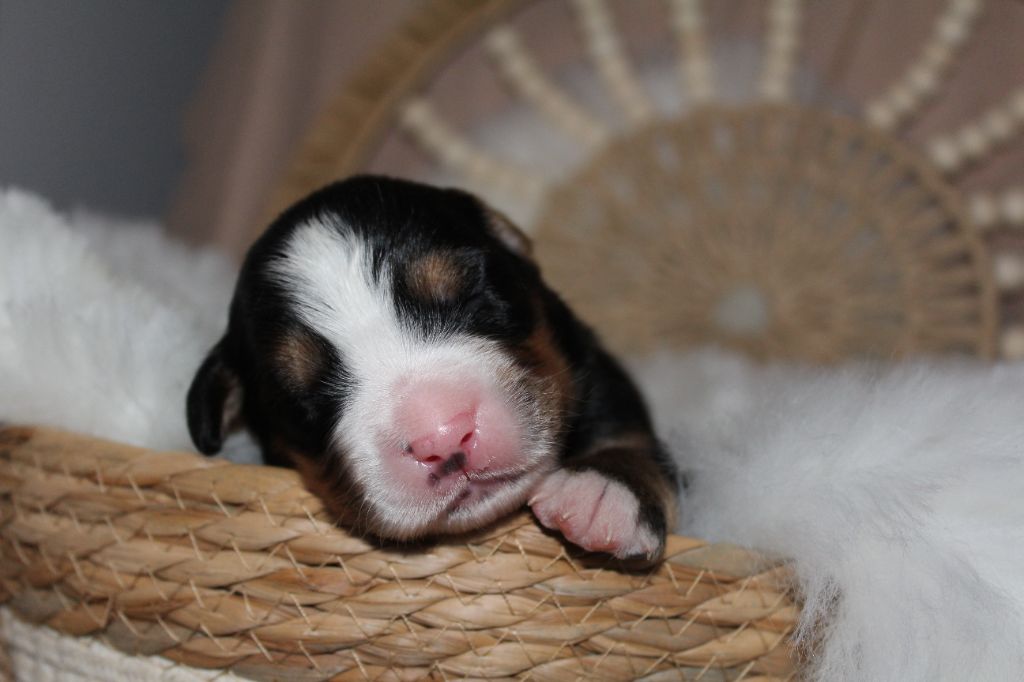 Du Domaine D'Alvheim - Chiots disponibles - Bouvier Bernois