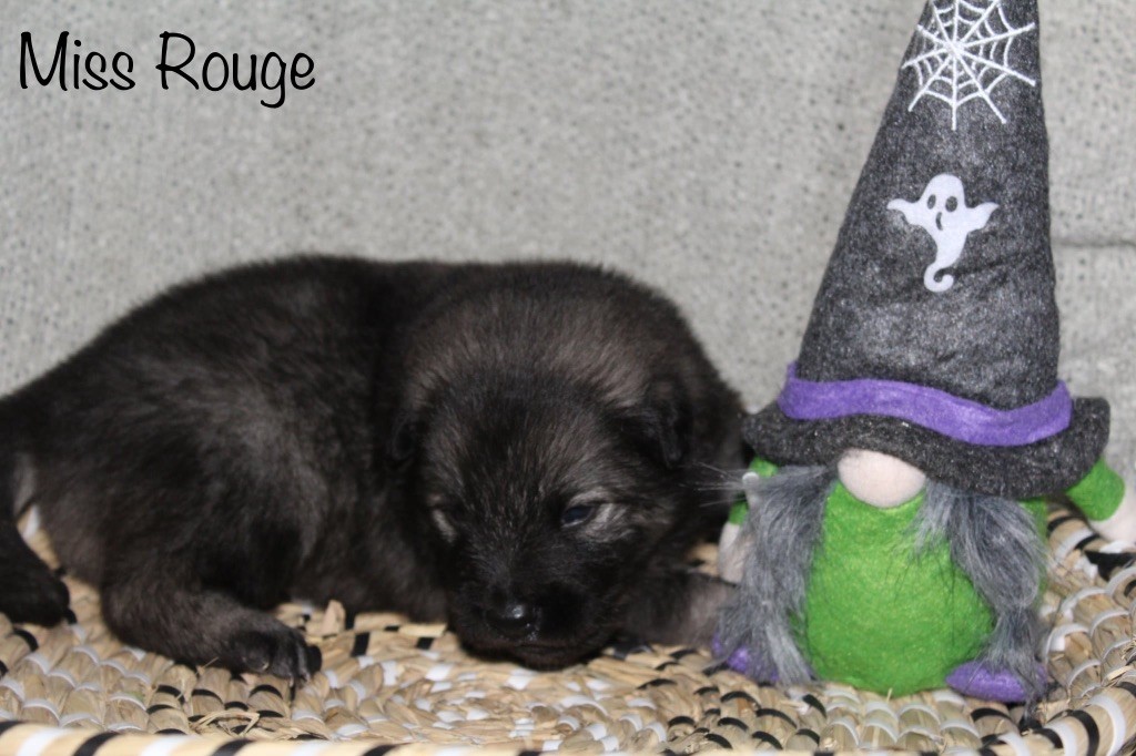 Du Domaine D'Alvheim - Chiots disponibles - Eurasier