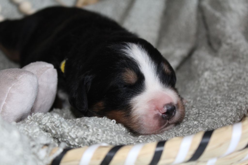 Du Domaine D'Alvheim - Chiots disponibles - Bouvier Bernois