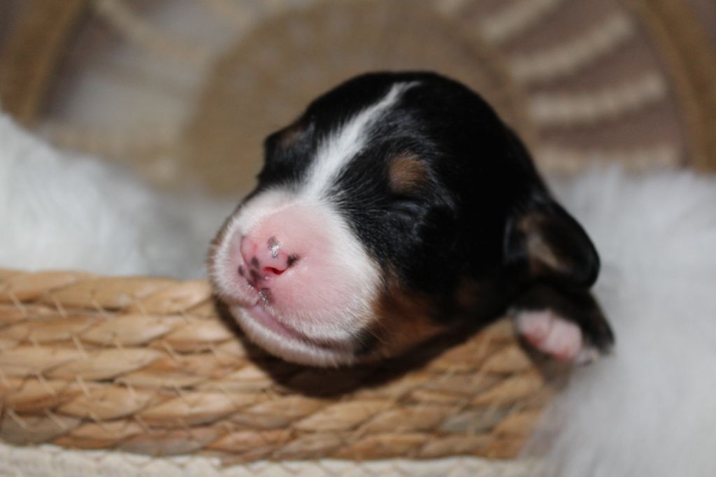 Du Domaine D'Alvheim - Chiots disponibles - Bouvier Bernois
