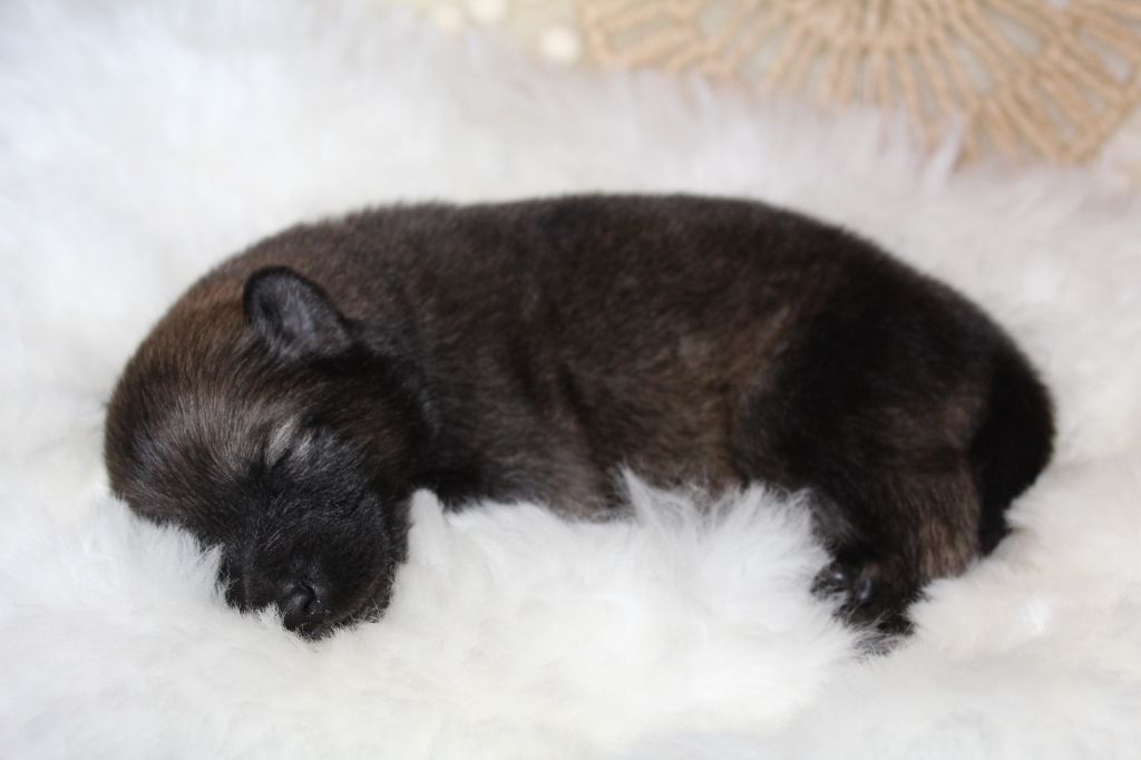 Du Domaine D'Alvheim - Chiots disponibles - Eurasier