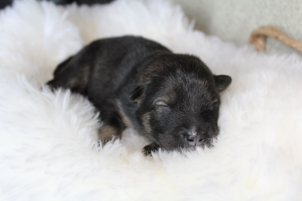 Du Domaine D'Alvheim - Chiots disponibles - Eurasier