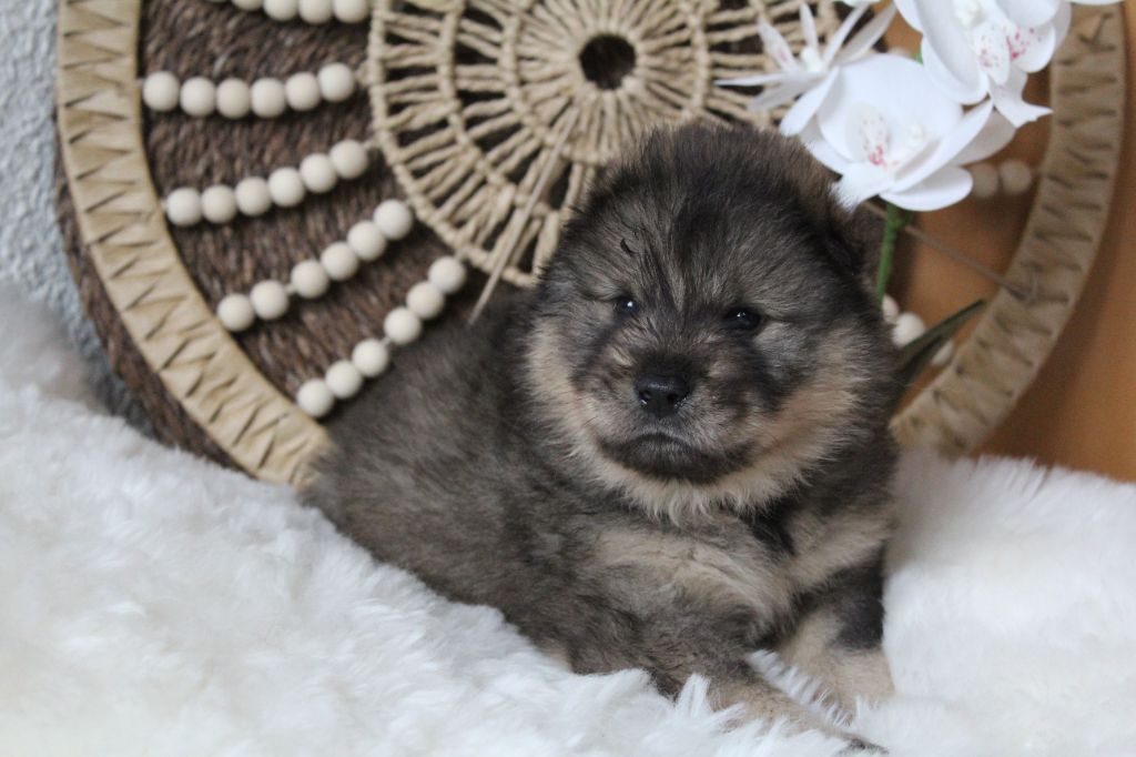 Du Domaine D'Alvheim - Chiots disponibles - Eurasier