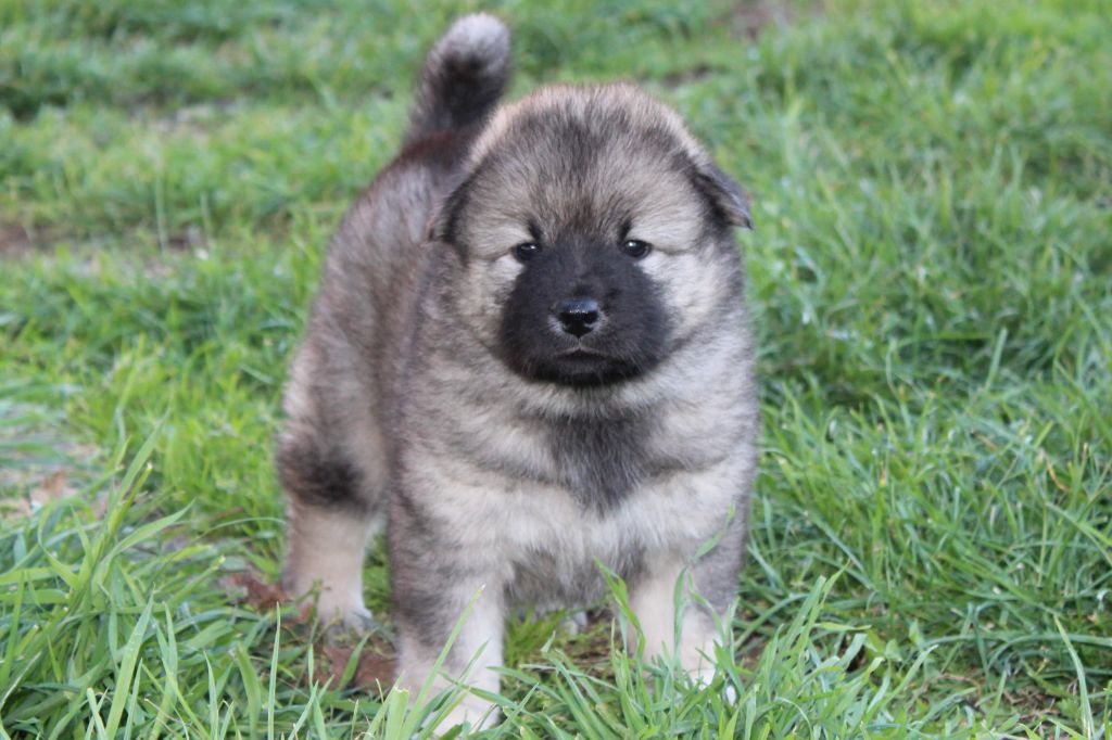 Du Domaine D'Alvheim - Chiots disponibles - Eurasier