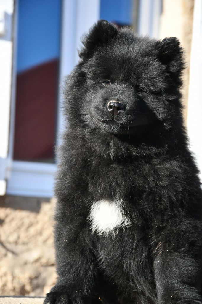 Du Domaine D'Alvheim - Chiots disponibles - Eurasier