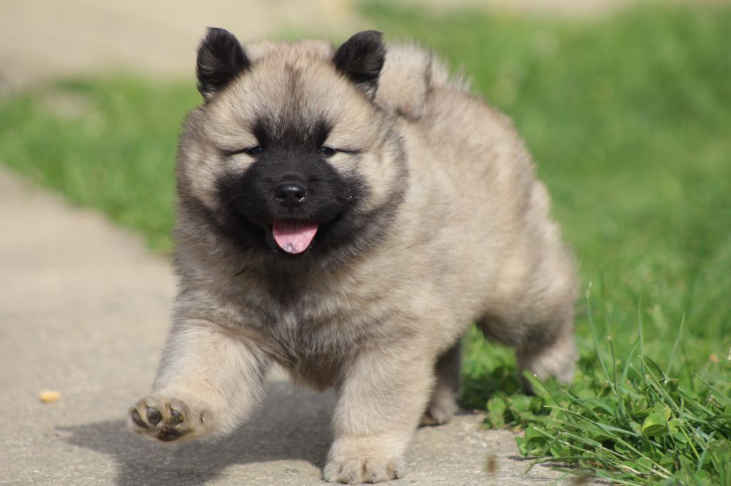 Du Domaine D'Alvheim - Chiots disponibles - Eurasier