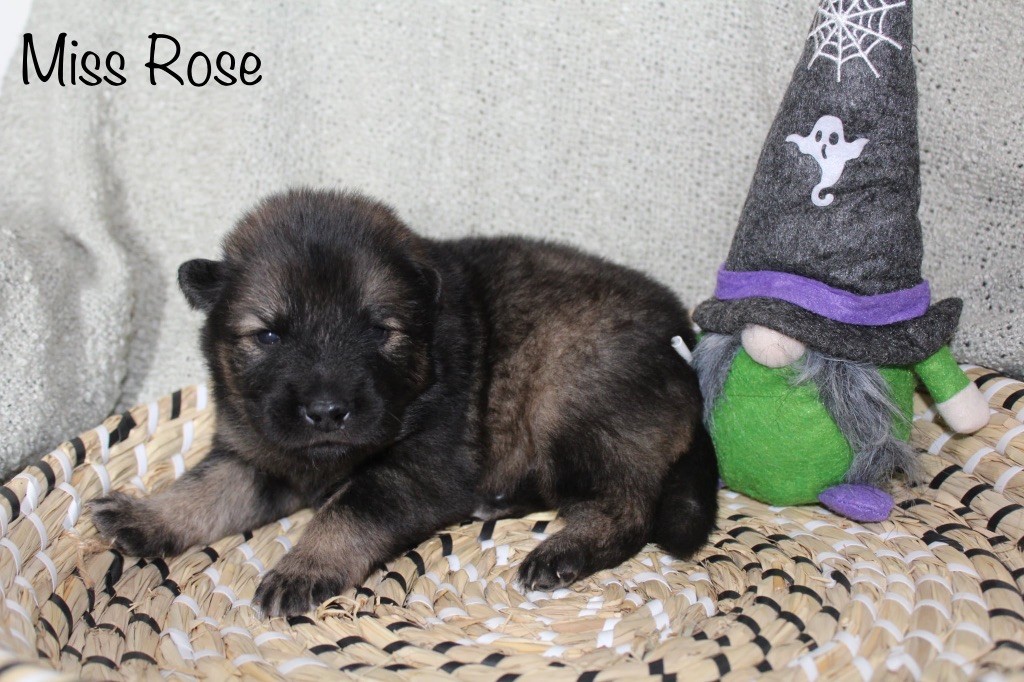 Du Domaine D'Alvheim - Chiots disponibles - Eurasier
